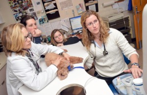 study veterinary medicine in Belarus